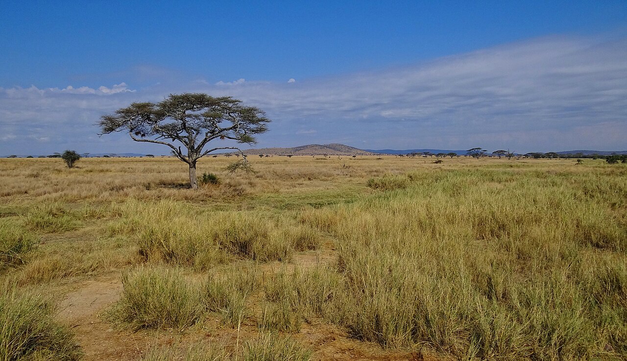 Open grasslands and acacia trees in Tanzania’s Serengeti